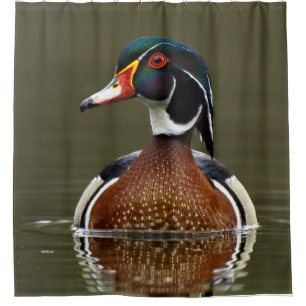 Wood Duck on Water Shower Curtain