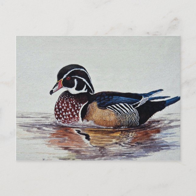 Wood duck postcard (Front)