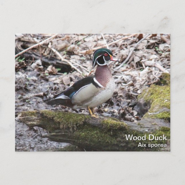 Wood Duck Postcard (Front)