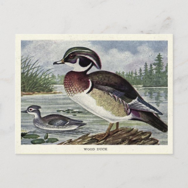 wood duck postcard (Front)