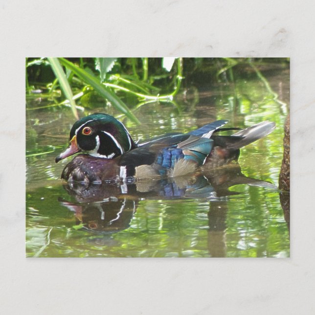 wood duck postcard (Front)