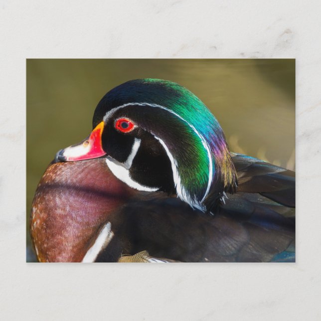 Wood Duck Postcard (Front)