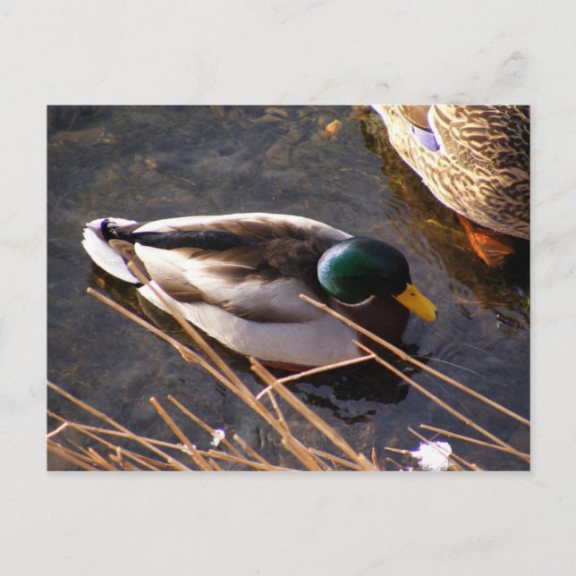 Wood Duck Postcard (Front)