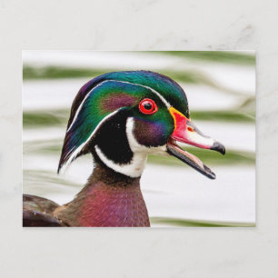Wood Duck Postcard