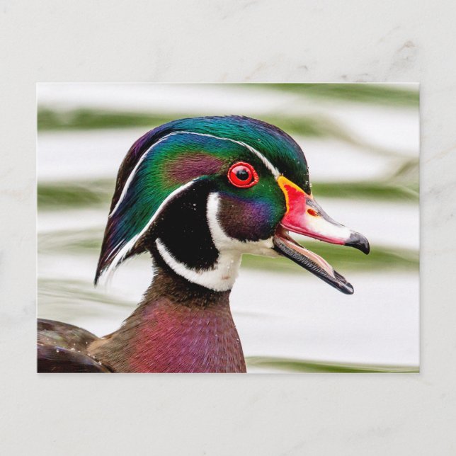 Wood Duck Postcard (Front)