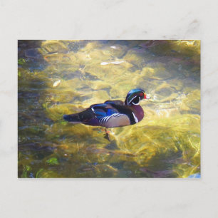 Wood Duck Postcard