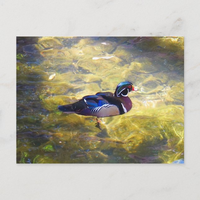 Wood Duck Postcard (Front)