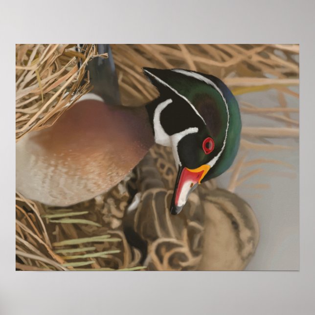 Wood Duck Poster (Front)