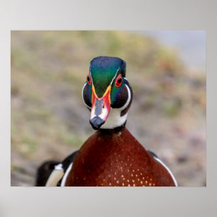 Wood Duck Poster
