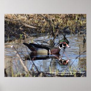 Wood Duck Poster