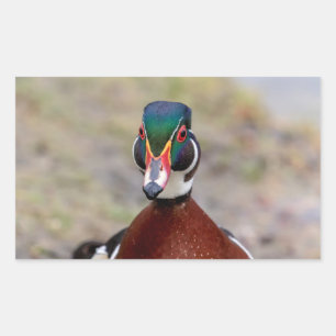 Wood Duck Rectangular Sticker