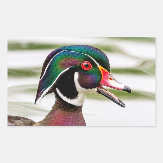 Wood Duck Rectangular Sticker (Front)