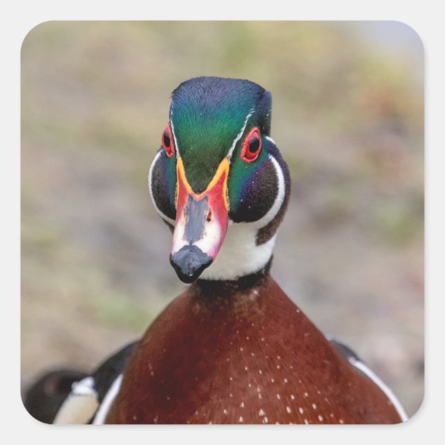Wood Duck Square Sticker (Front)