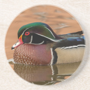 Wood duck swimming in water coaster