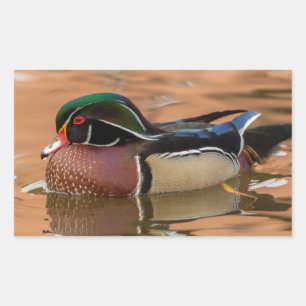 Wood duck swimming in water rectangular sticker