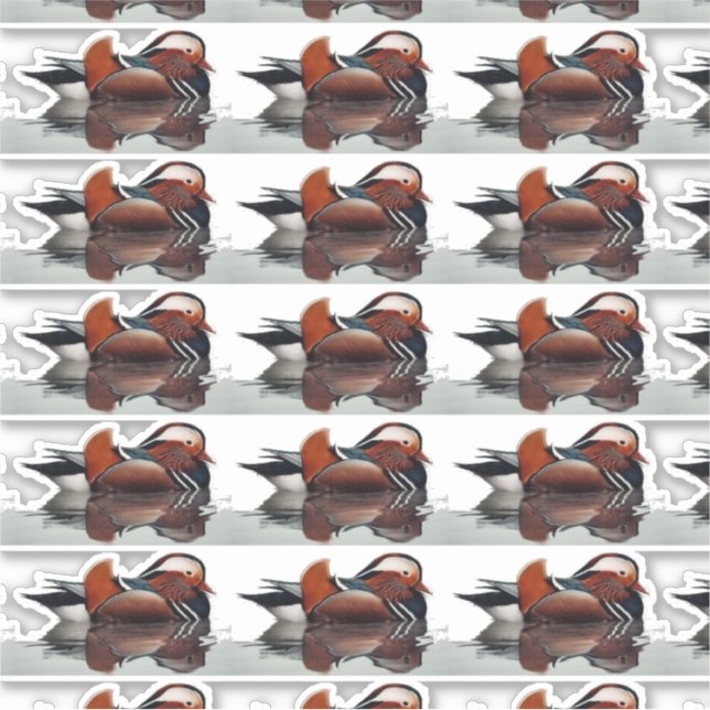 Wood Duck Thunder_Cove (Front)