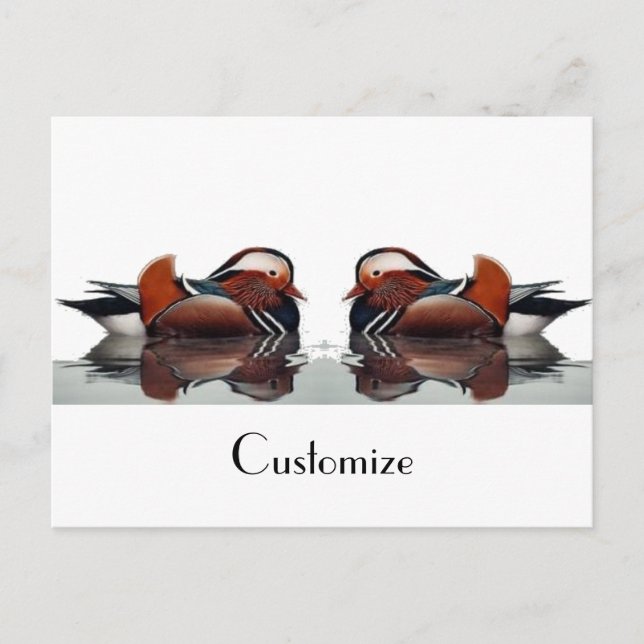 Wood Duck Thunder_Cove  Postcard (Front)