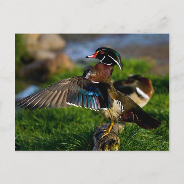 Wood Duck Wing Postcard (Front)