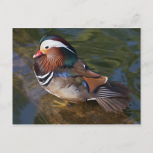 wood-duck-with-an-ankle-braclet postcard