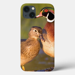 Wood Ducks and female on log in wetland iPhone 13 Case