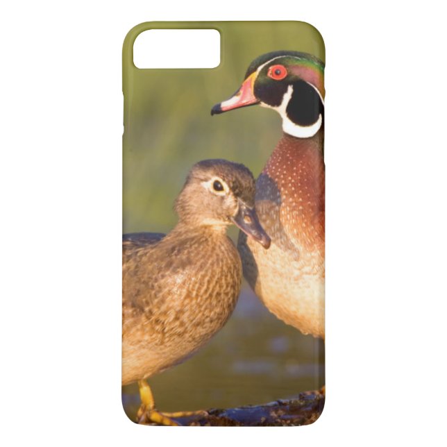 Wood Ducks and female on log in wetland Case-Mate iPhone Case (Back)