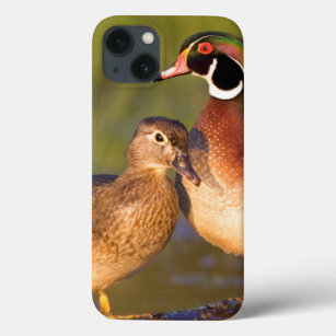 Wood Ducks and female on log in wetland iPhone 13 Case