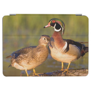 Wood Ducks and female on log in wetland iPad Air Cover