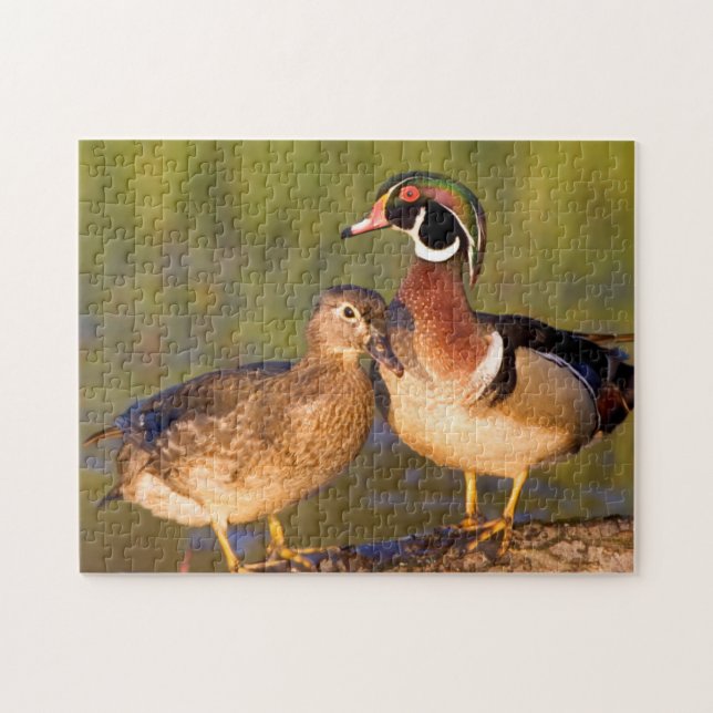 Wood Ducks and female on log in wetland Jigsaw Puzzle (Horizontal)