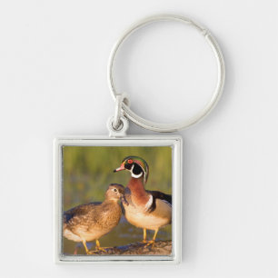 Wood Ducks and female on log in wetland Key Ring