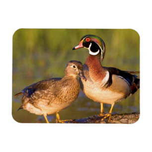 Wood Ducks and female on log in wetland Magnet