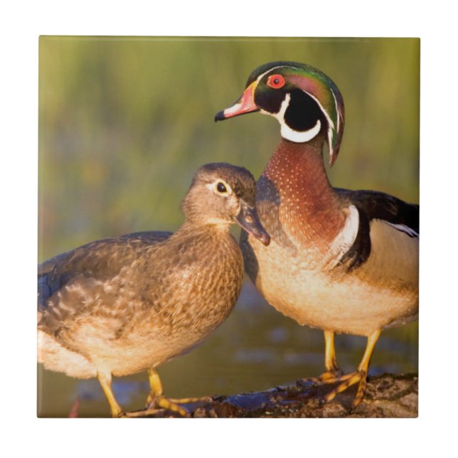 Wood Ducks and female on log in wetland Tile (Front)