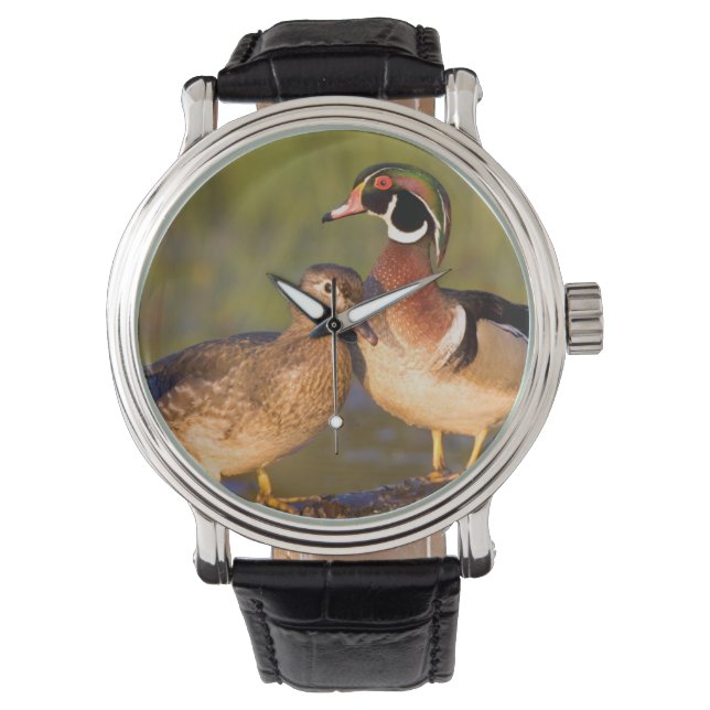 Wood Ducks and female on log in wetland Watch (Front)