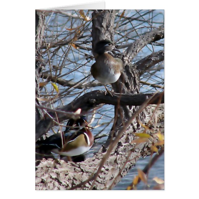 Wood Ducks in a Tree (Front)