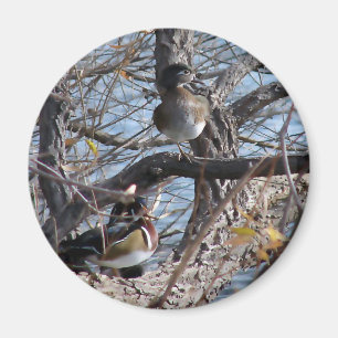 Wood Ducks in a Tree Magnet