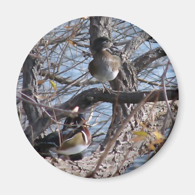Wood Ducks in a Tree Magnet (Front)