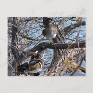 Wood Ducks in a Tree Postcard