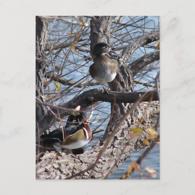 Wood Ducks in a Tree Postcard (Front)