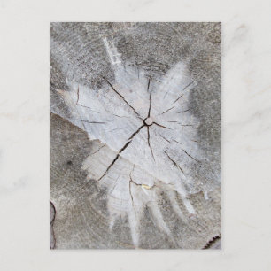 Wood Grain Grey Pine Tree Stump Photo Art 2 Postcard