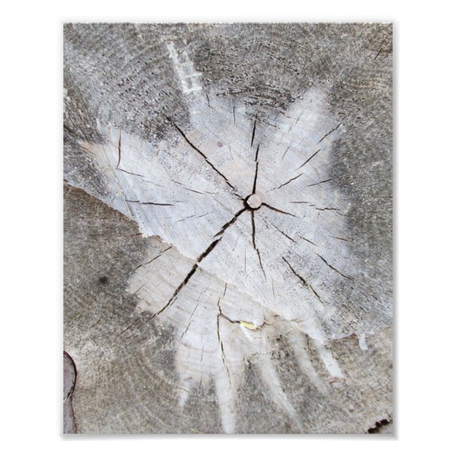 Wood Grain Grey Pine Tree Stump Photo Art 2 Print (Front)