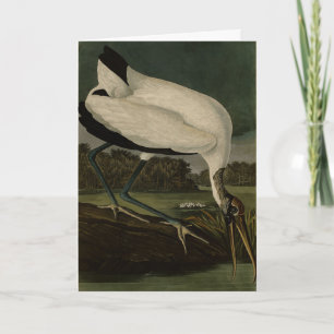 Wood Ibiss (Ibis, Stork): Audubon Birds of America Card