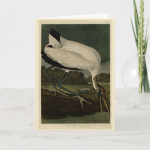 Wood Ibiss (Ibis, Stork): Audubon Birds of America Card