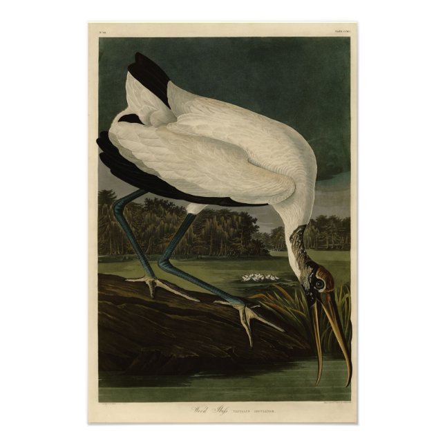 Wood Ibiss (Ibis, Stork): Audubon Birds of America Photo Print (Front)