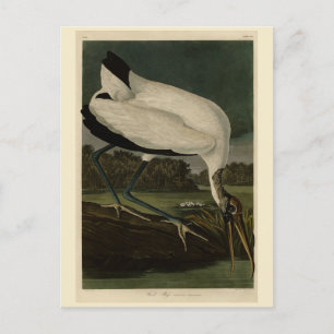 Wood Ibiss (Ibis, Stork): Audubon Birds of America Postcard
