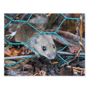 Wood Mouse  Photo Print