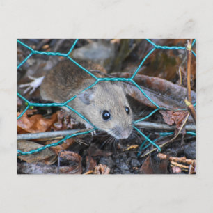 Wood Mouse  Postcard