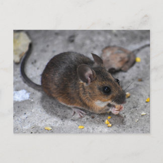 Wood Mouse Postcard