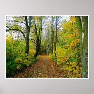 wood path through the trees poster FROM 8.99