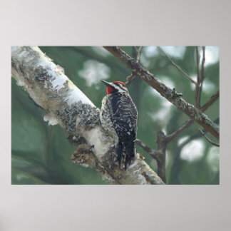 Wood pecker poster