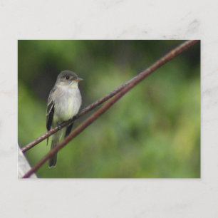 Wood Peewee Postcard