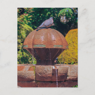 Wood Pigeon Fountain Vintage Photography Postcard 